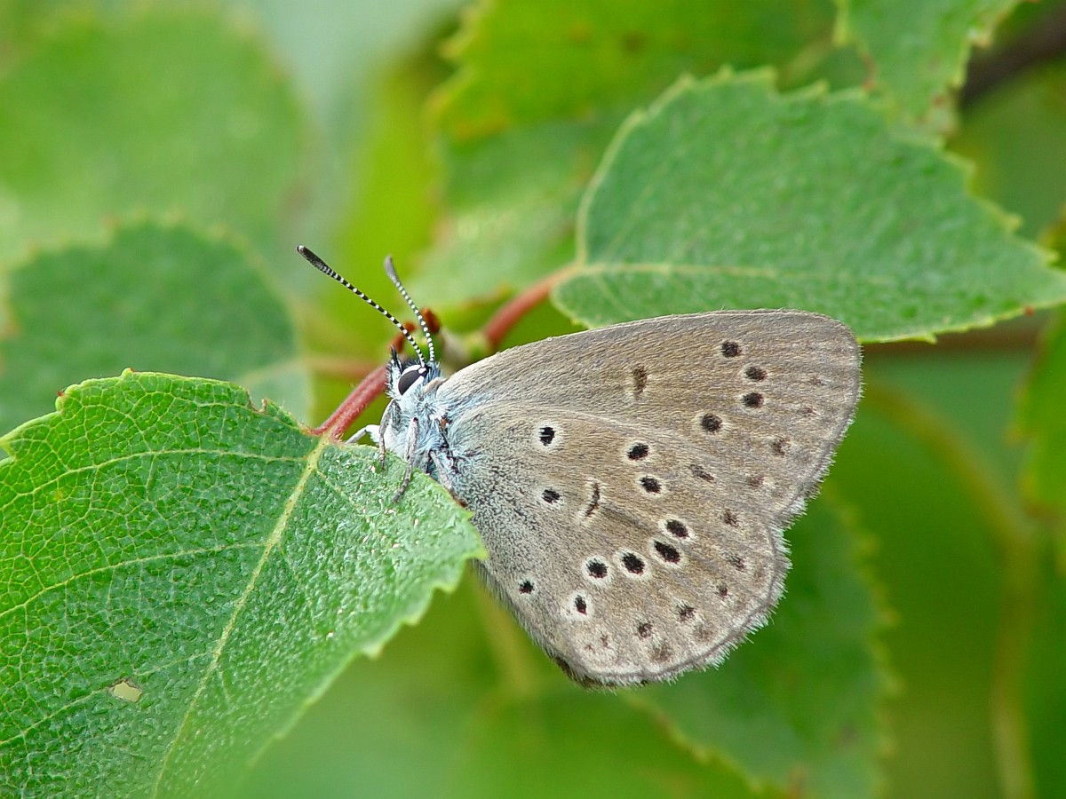 Maculinea alcon, Alcon Blue